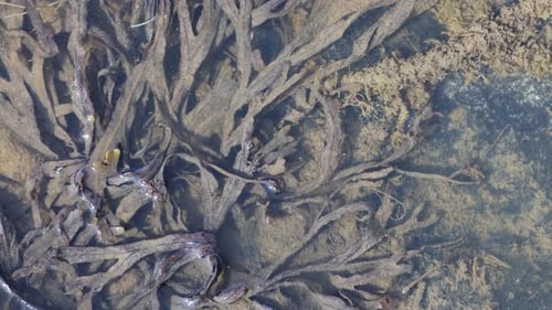 Unterwasser-Algenhintergrund mit Meerestieren, flache Lage
