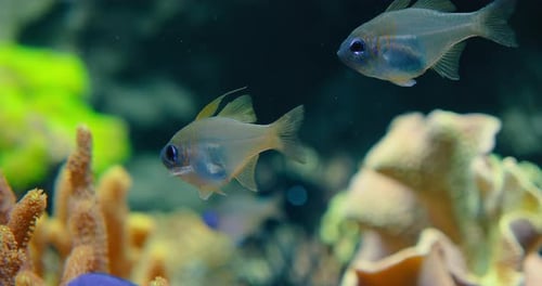 Rhodeus Uyekii Amarus El amargor europeo está muy extendido, salvaje, pequeño pez juvenil de agua dulce nada en