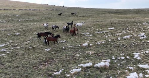Horses Graze Together in Rural, Natural Landscape