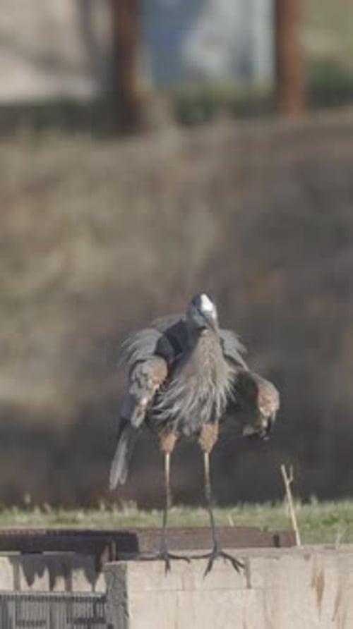 Majestic Blue Heron Standing Tall on Concrete Structure