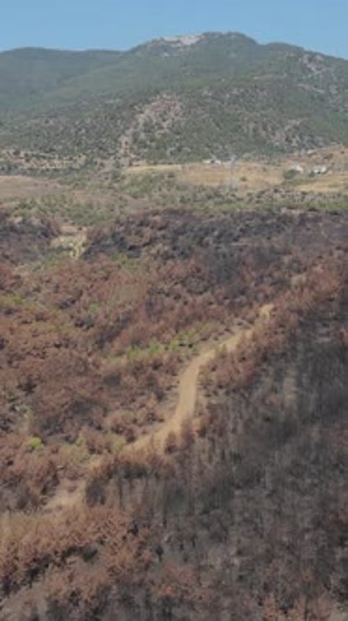 Forêt naturelle brûlée