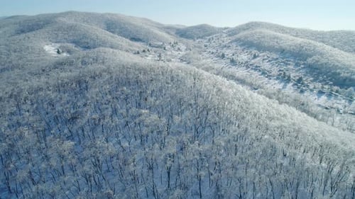 Aerial View of a Frozen Forest with Snow Covered Trees at Winter Flight Above Winter Forest Aerial