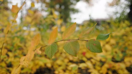 Autumn Leaves on Branch Close Up