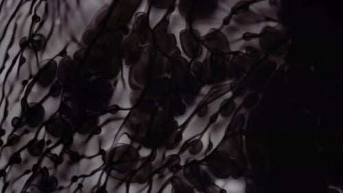 Ink Slowly Spreads In Water
