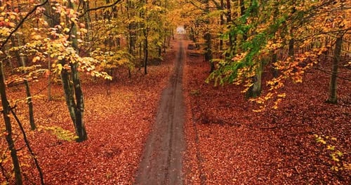 Route de campagne dans une forêt d'automne avec des feuilles en Pologne