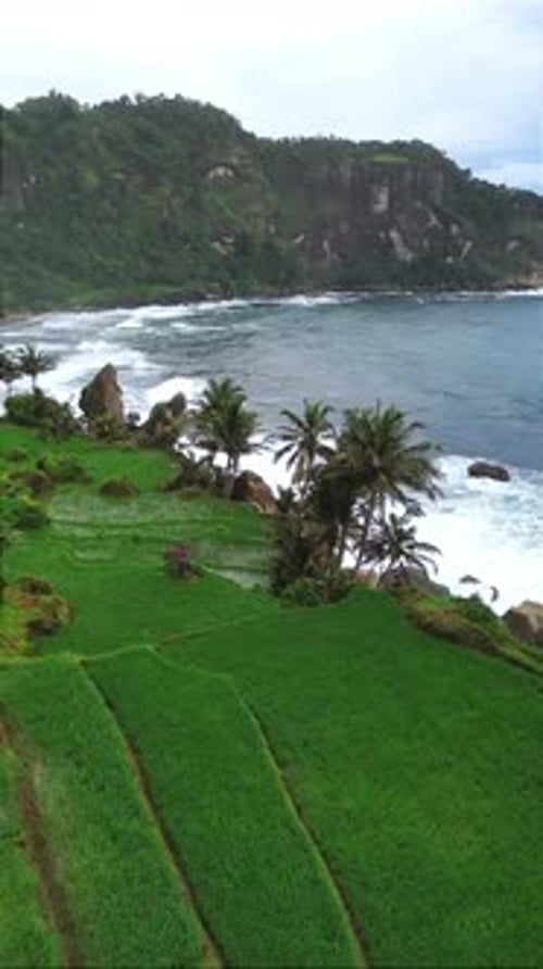 Green Rice Terraces by the Sea in Tropical Landscape