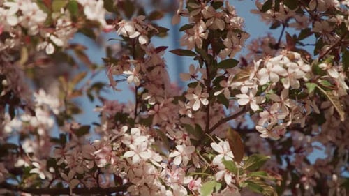 Nahaufnahme eines blühenden Baumes im Frühling