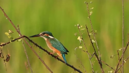 Colorful Kingfisher Perched on Branch in Nature