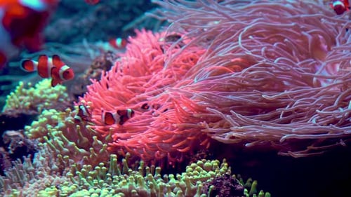 Redandwhite Striped Fish Clown Fish Swim Among Algae and Coral Reefs Ocean Floor Sea Life