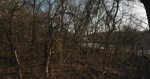 Dead Trees Over Lakeshore Forest Near Lake Flint Creek, Arkansas, USA. Tilt-up Shot