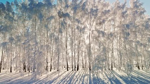 Winter Landscape Featuring Snowy Trees and Soft Sunlight in a Serene Forest