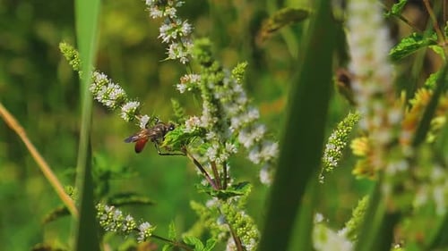 A bug walks on a plant branch