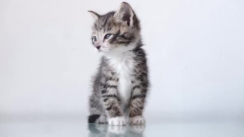 Little Striped Kitten Sits on White Table and Looks Into the Camera