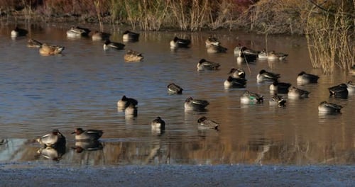 Schwarm Blaugrün, die Camargue in Frankreich