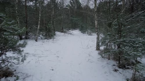 A Scenic Winter Path in a Tranquil Snowy Forest Attracts Adventurers Seeking Peace