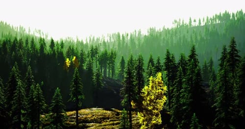 Lush Green Forest with Vibrant Autumn Trees Under Soft Sunlight