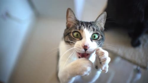 Tabby Cat Playing with a Toy Indoors