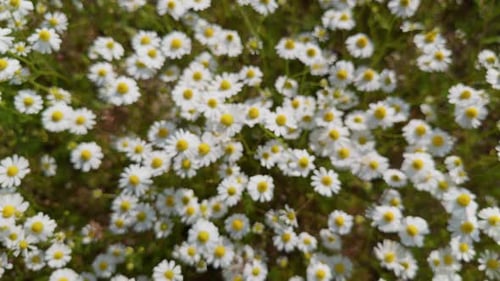 White Chamomile Daisy Flowers In Windy Day In Sunny Spring Meadow 1