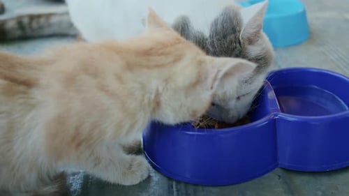 Domestic Cats Eat Food in the Garden From Colorful Bowls