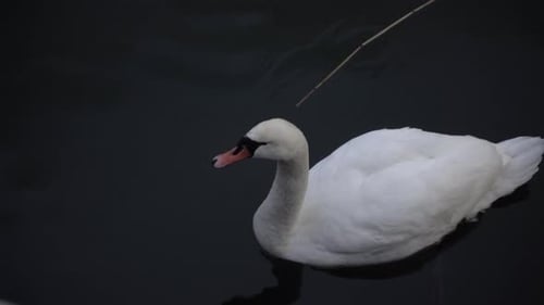 White swan in the water
