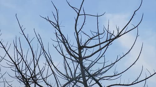a dead tree against the background of the blue sky.