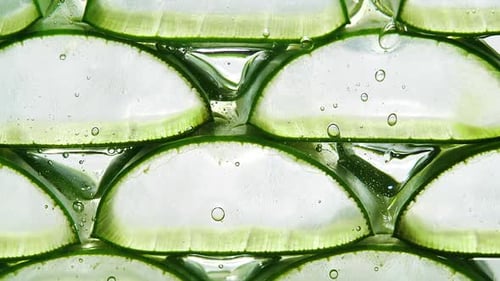 Slices of Fresh Green Aloe Vera Plant Stacked Pieces of Leaves on a White Background And Transparent
