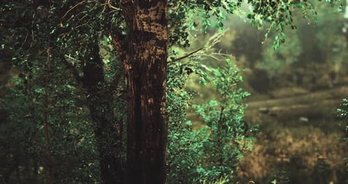 Lush Green Forest with Sunlight Filtering Through Vibrant Foliage