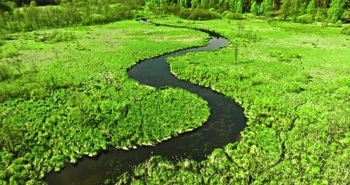 Winding small river and swamps at spring. Wildlife in Poland.