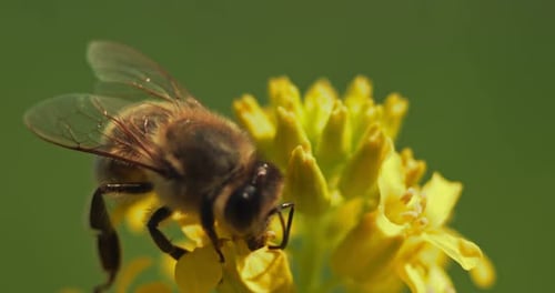 Close-up shot of a bee collects pollen and pollinates a flower in the garden or wild nature
