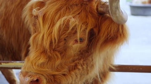 Highland Cow Close Up in Rustic Farm Setting