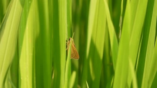 Butterfly hiding - green grass - rice grass .