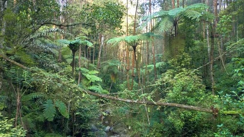 Beautiful drone shot gliding over rocky river of rainforest with thick vegetation jungle