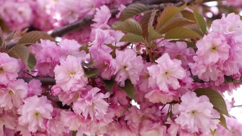 Blossoming sakura tree with pink flowers outdoors, closeup