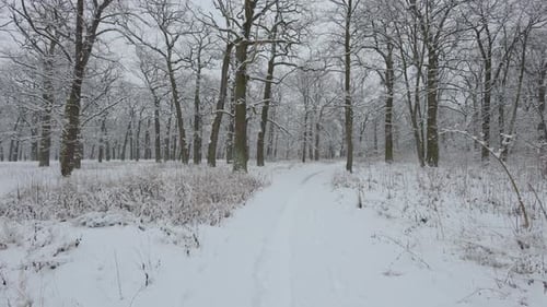 A beautiful walk through the winter forest. Trees, branches and bushes in the snow. Snow everywhere.