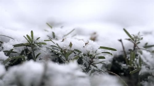 Nahaufnahme schneebedeckter Pflanzen im Winter, grünes Gras unter Schnee an einem kalten Tag, Schneefall