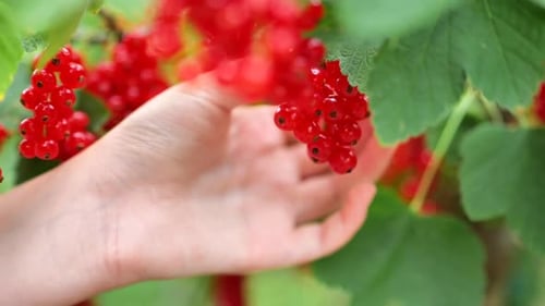 Red Currants Being Picked by Hand in Garden