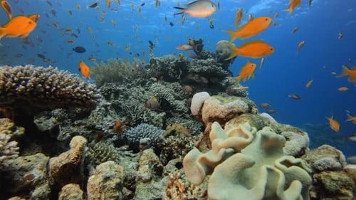 Tropical Orange Fish