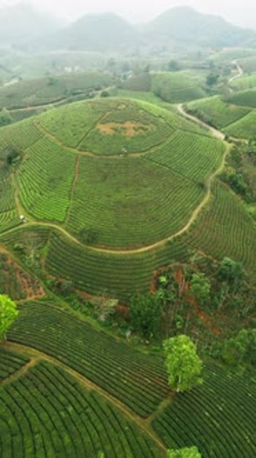 Vertical Aerial Landscape of Tea Fields Across Rolling Hills with Morning Mist in Northern Vietnam