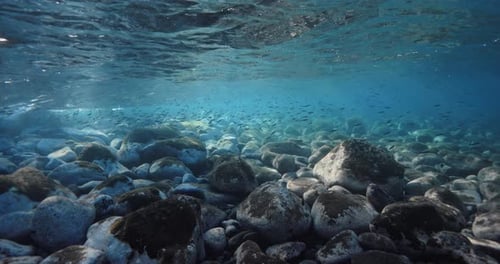 Stones Sea Bottom with School of Fish Underwater in Crystal Ocean Water