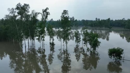 Aerial view of flooded trees in Bogura, Bangladesh.