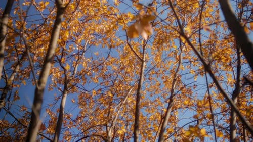 Trees covered with fall foliage colors