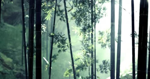 Lush Bamboo Forest with Rays of Sunlight Filtering Through Dense Greenery