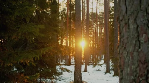 A breathtaking golden sunrise illuminates a winter conifer forest, with sunlight flaring through the