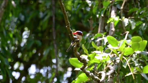 Ein Baum, Eisvogel und einer der schönsten Vögel Thailands in tropischen Regenwäldern