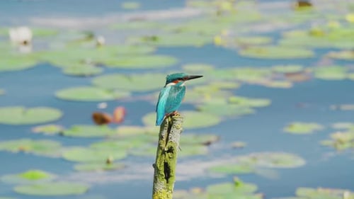 Vue au ralenti du martin-pêcheur en Frise, aux Pays-Bas, perché au-dessus d'un étang avec des nénuphars en arrière-plan