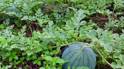 frische junge Wassermelonenfrucht auf dem Bauernhof