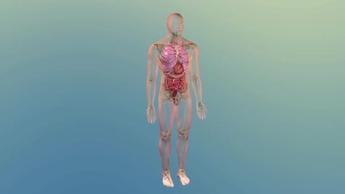 3D Human Internal Organs Animation Reveal