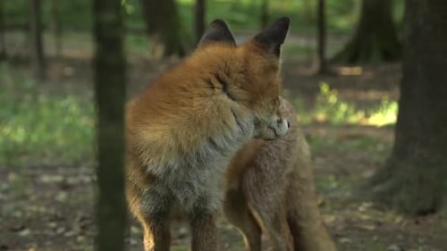 Der Rotfuchs steht und schaut sich um