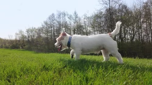 Dog Jack Russell Terrier Runs Field Green in Spring Slow Motion View
