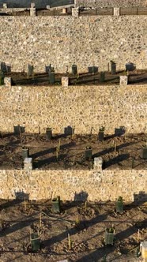 Vertical Video Above the Avocado Groves Aerial View of a Fertile Mountain Farming Region